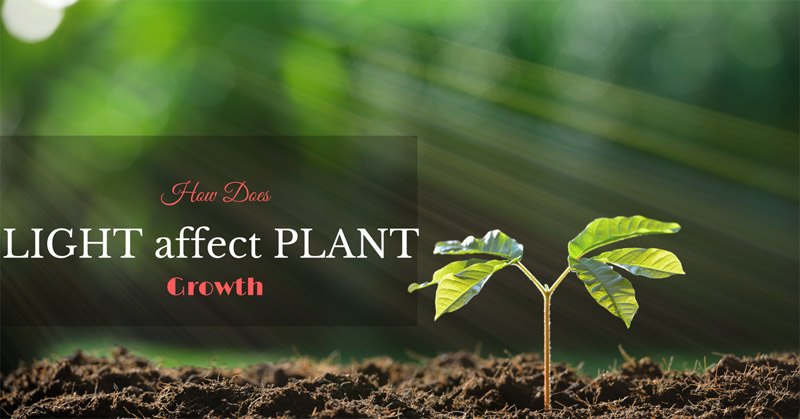 plant how electricity growth does affect need Why light does growth  a plant affect plant  does How