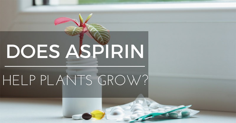 Does Aspirin help plants grow