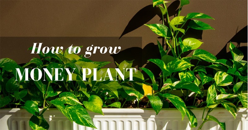 How to grow money plant