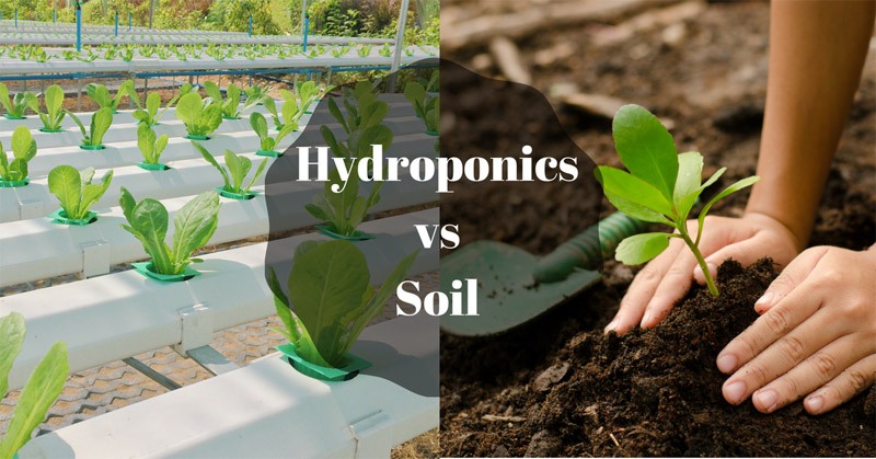 Hydroponics vs soil