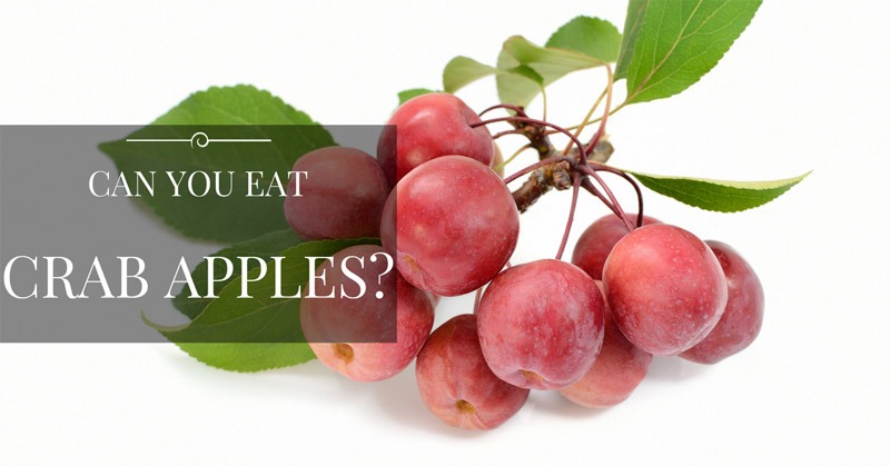 can you eat crab apples