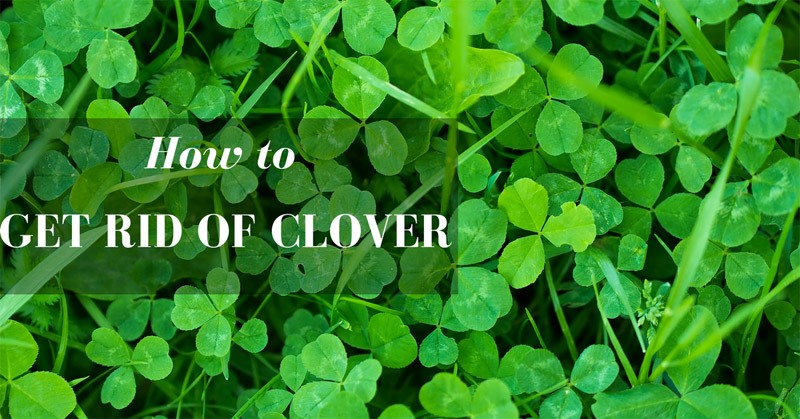 how to get rid of clover
