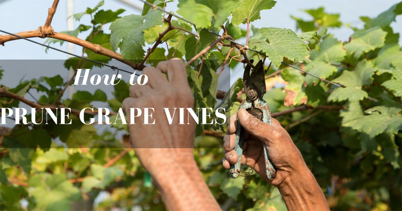 how to prune grape vines