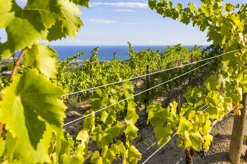healthy vineyard