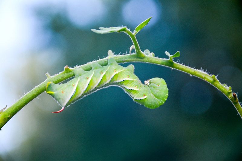Caterpillar-Garden-Worm-Tomato-Hornworm-Insect