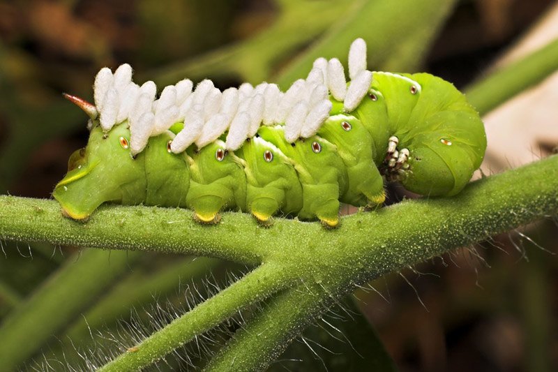 Hornworm Larva Nature Garden Caterpillar
