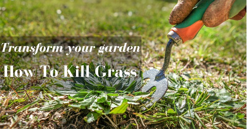 how to kill grass
