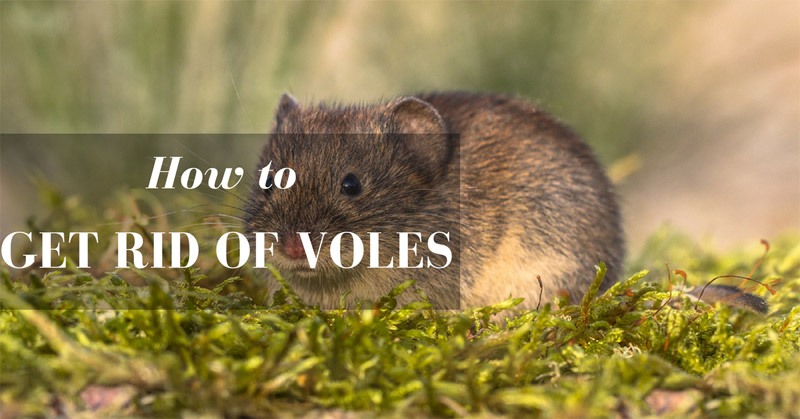 how to get rid of voles
