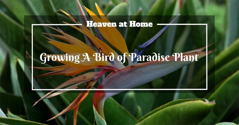 bird of paradise plant