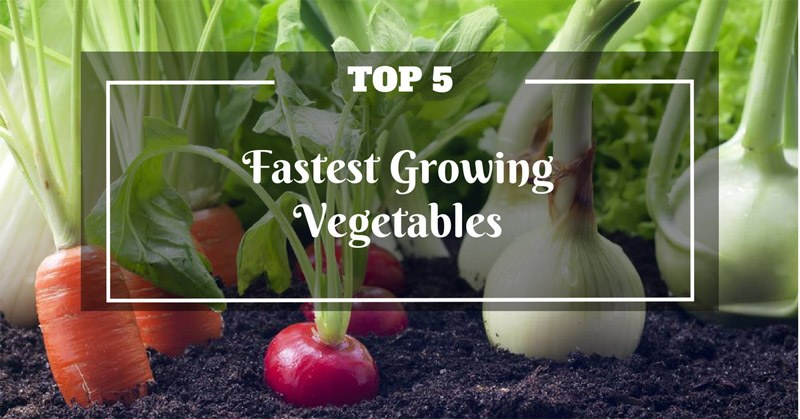 Fastest Growing Vegetables