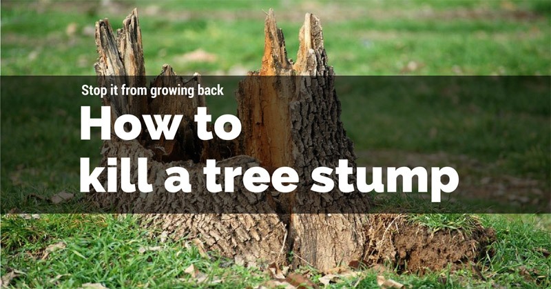 How to kill a tree stump