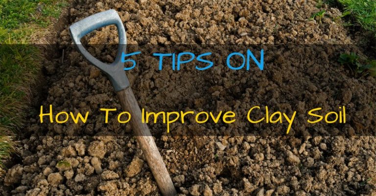 how-to-improve-clay-soil-gardening-wizards