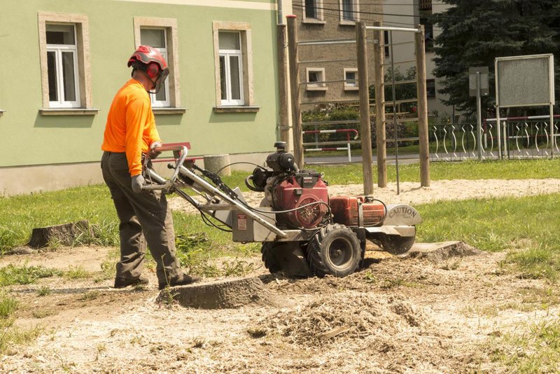 stump removal with stump grinder