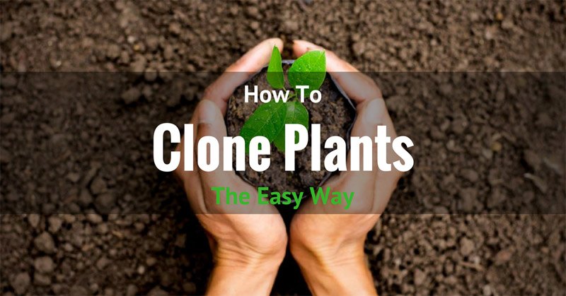 how to clone plants