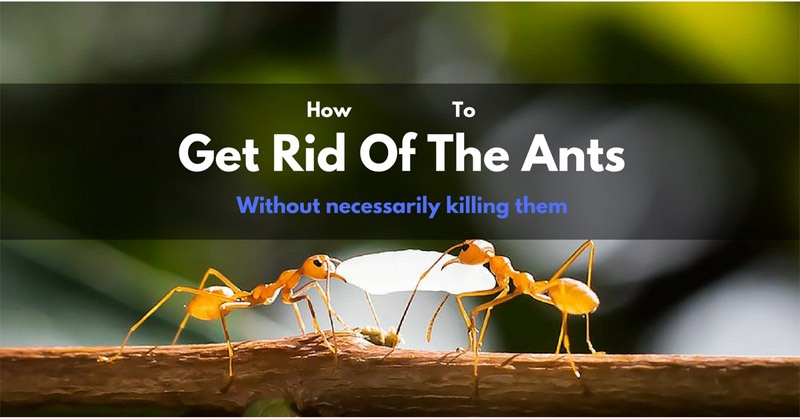 How to get rid of ants