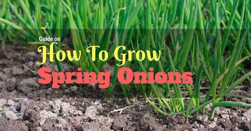 how to grow spring onions