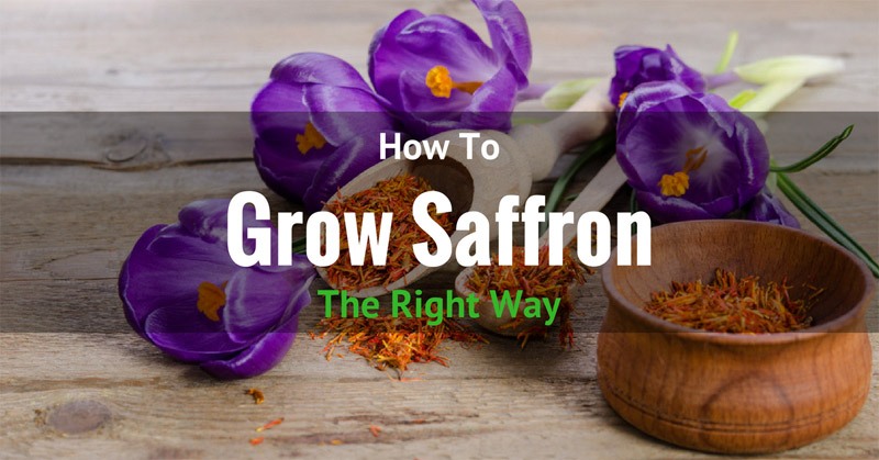 How to Grow Saffron