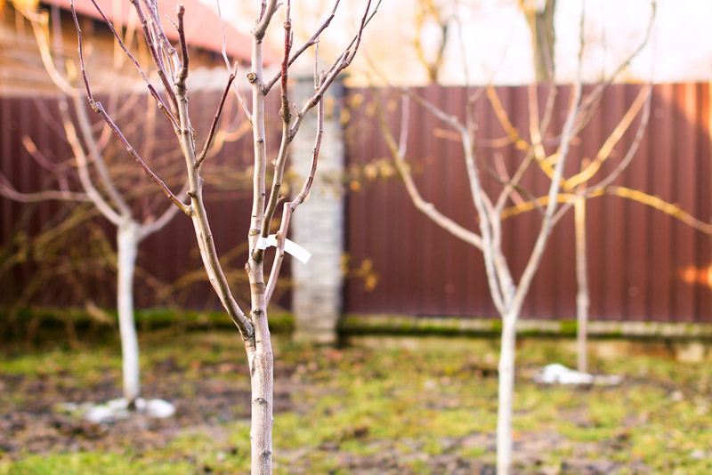 Freshly planted leafless young fruit trees in an early spring garden