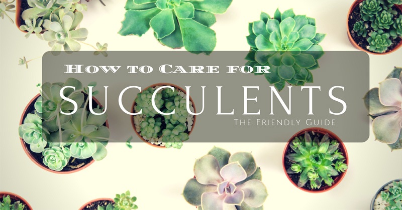 How to Care for Succulents