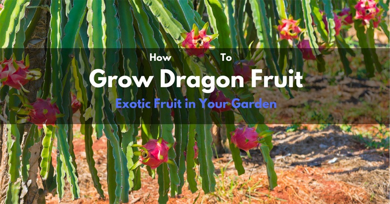 How to Grow Dragon Fruit
