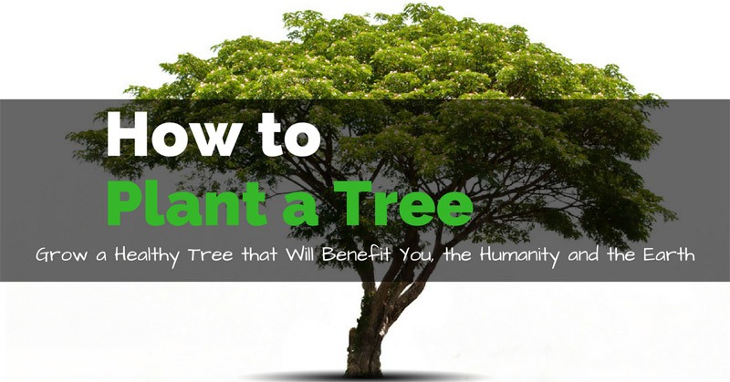 How to Plant a Tree