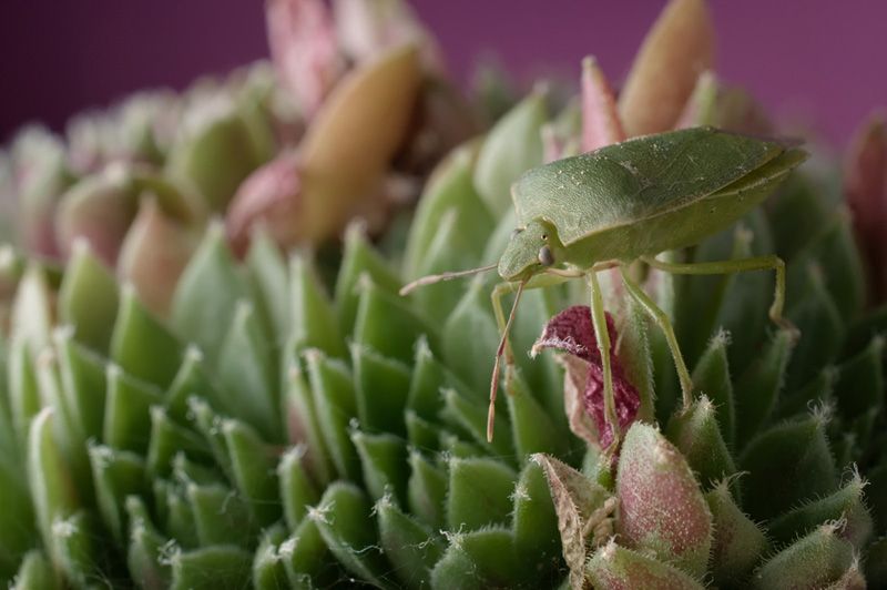 green insect stinkbug on sempervivum houseleek succulent plant