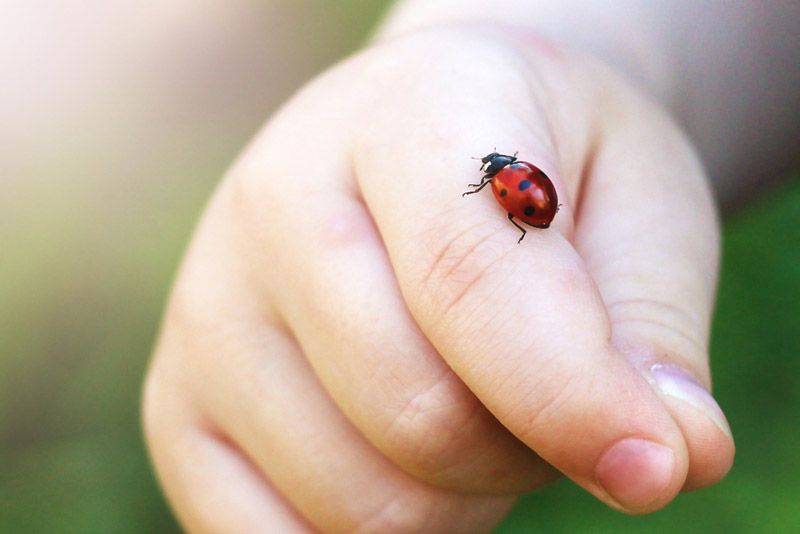 Child hand finger with lady bug crawling on it