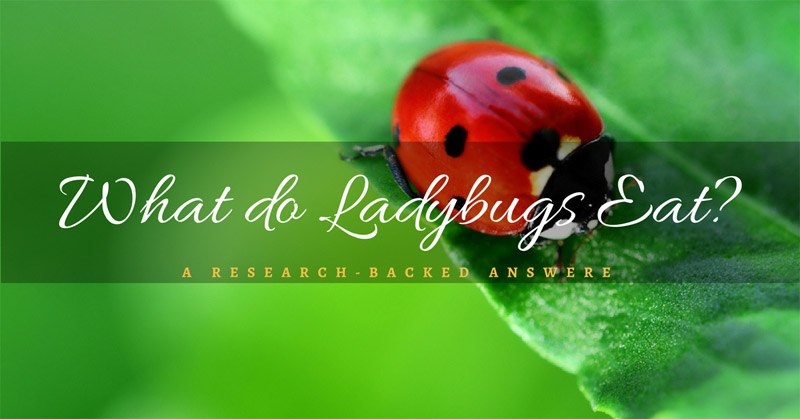 What do Ladybugs Eat