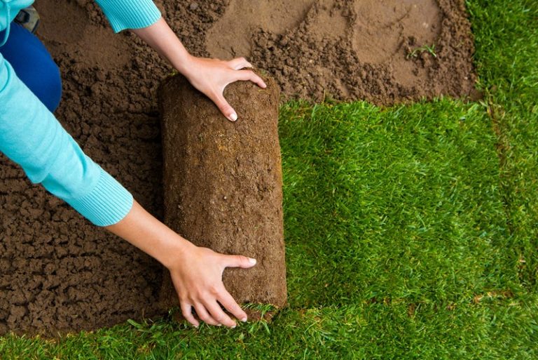 Do You Want A Rich Green Lawn Learn When To Fertilize New Sod 