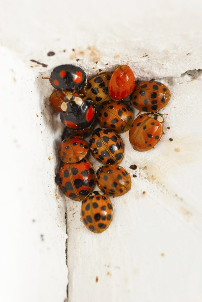 ladybugs sleeping in room corner at winter