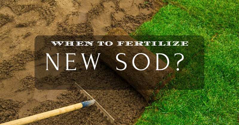 when to fertilize new sod