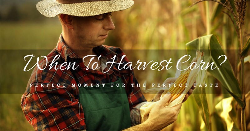 when to harvest corn