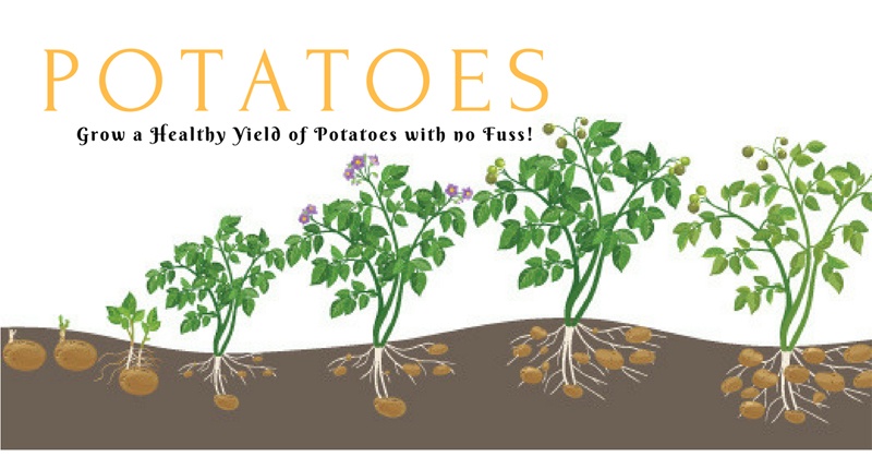 Grow Potatoes