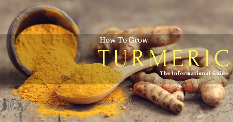 How To Grow Turmeric