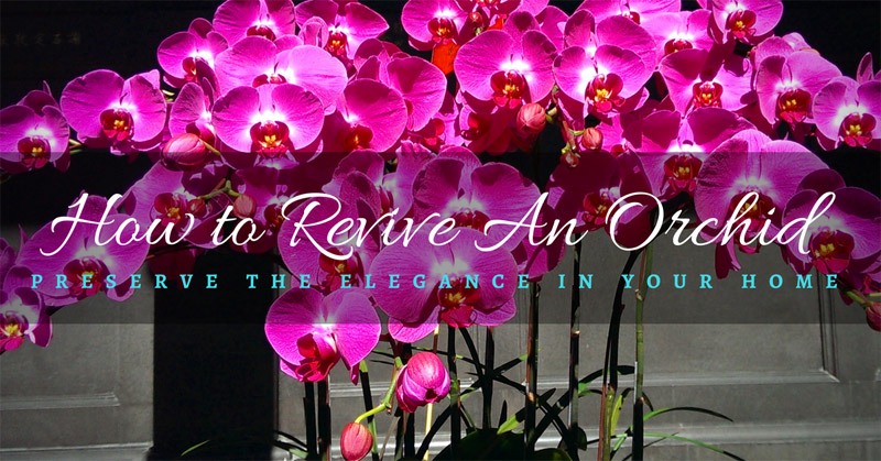 How to Revive An Orchid