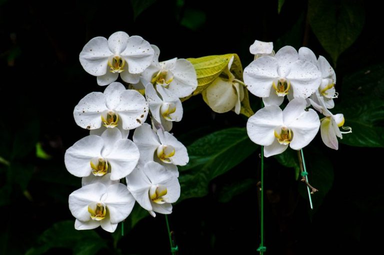 How to Revive An Orchid And Preserve The Elegance In Your Home