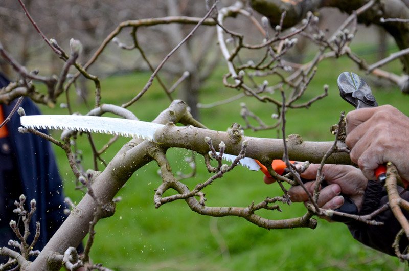 Types of Pruning Saws