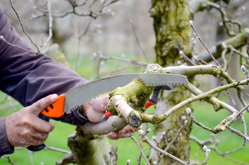 What Is a Pruning Saw