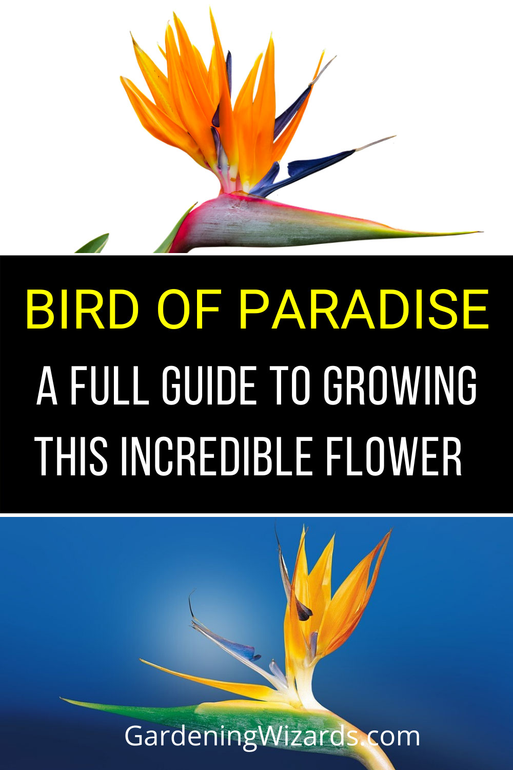 bird of paradise plant