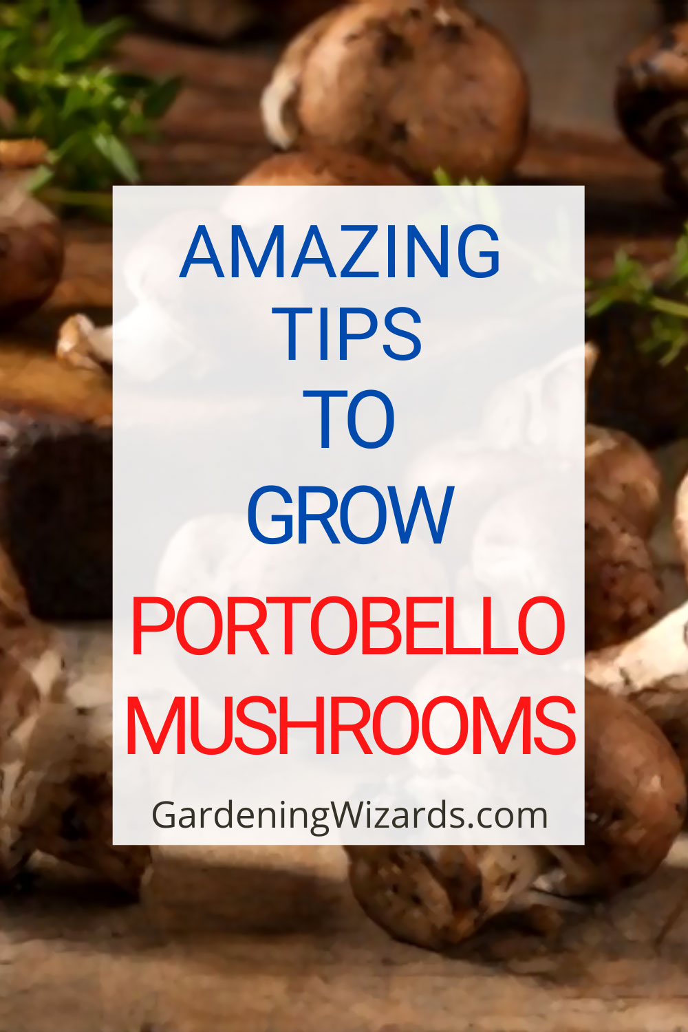 How To Grow Portobello mushrooms