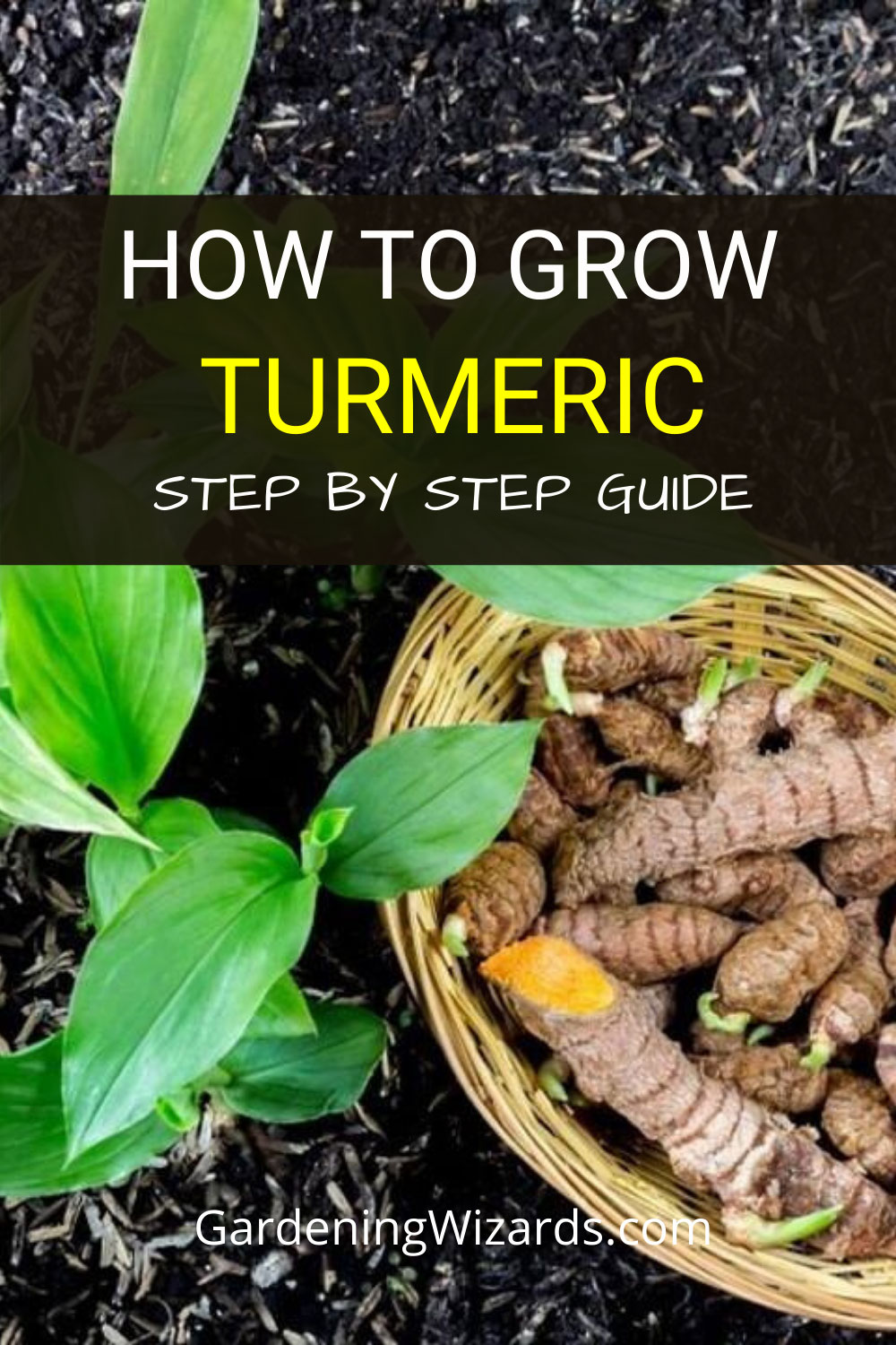 How To Grow Turmeric