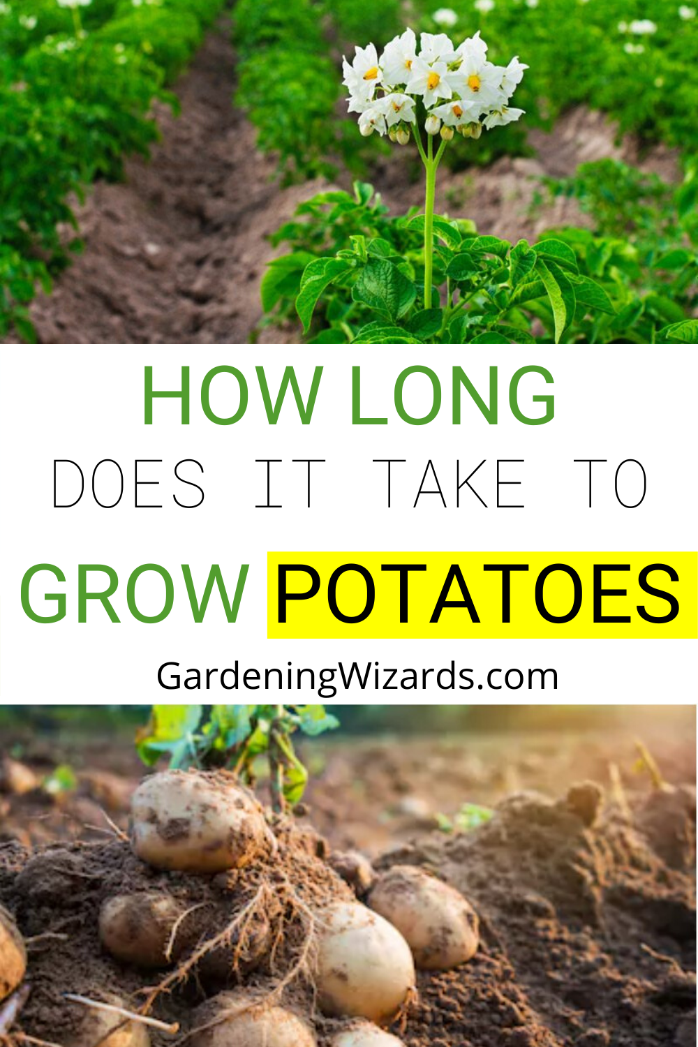 How long does it take to grow potatoes