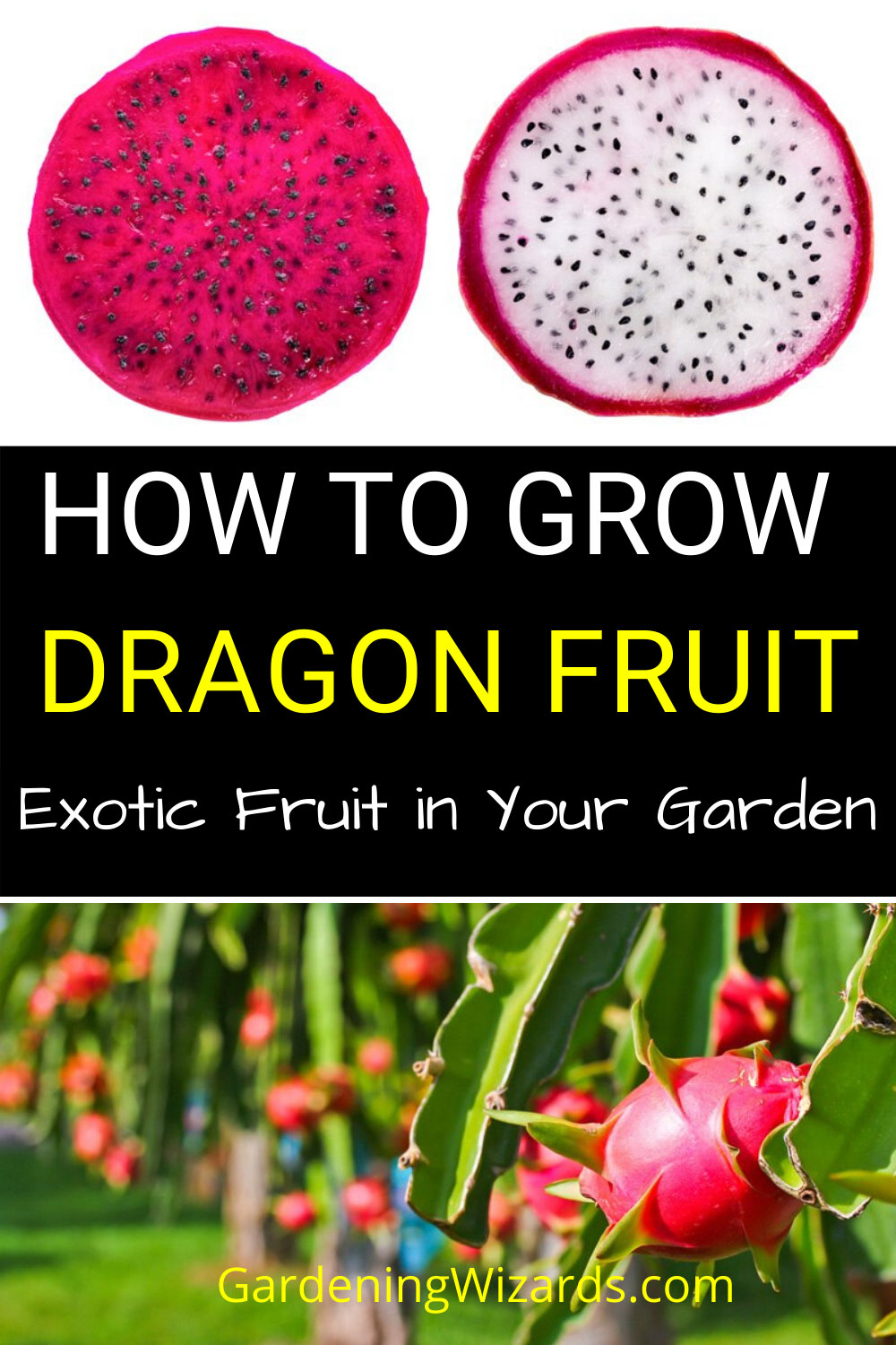 How to Grow Dragon Fruit