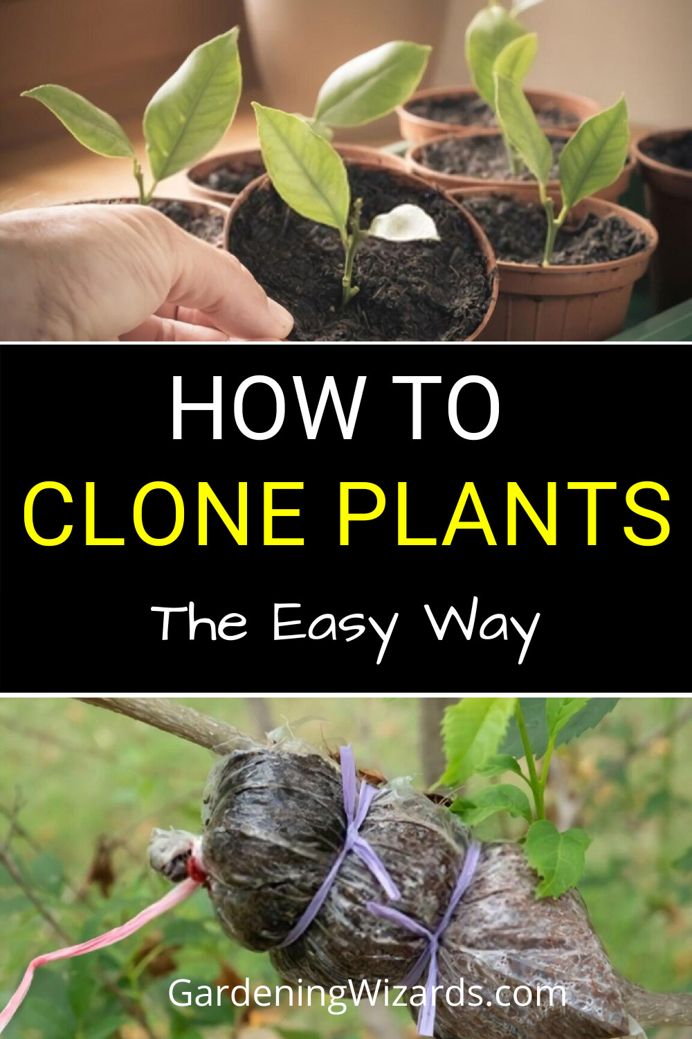 How To Clone Plants