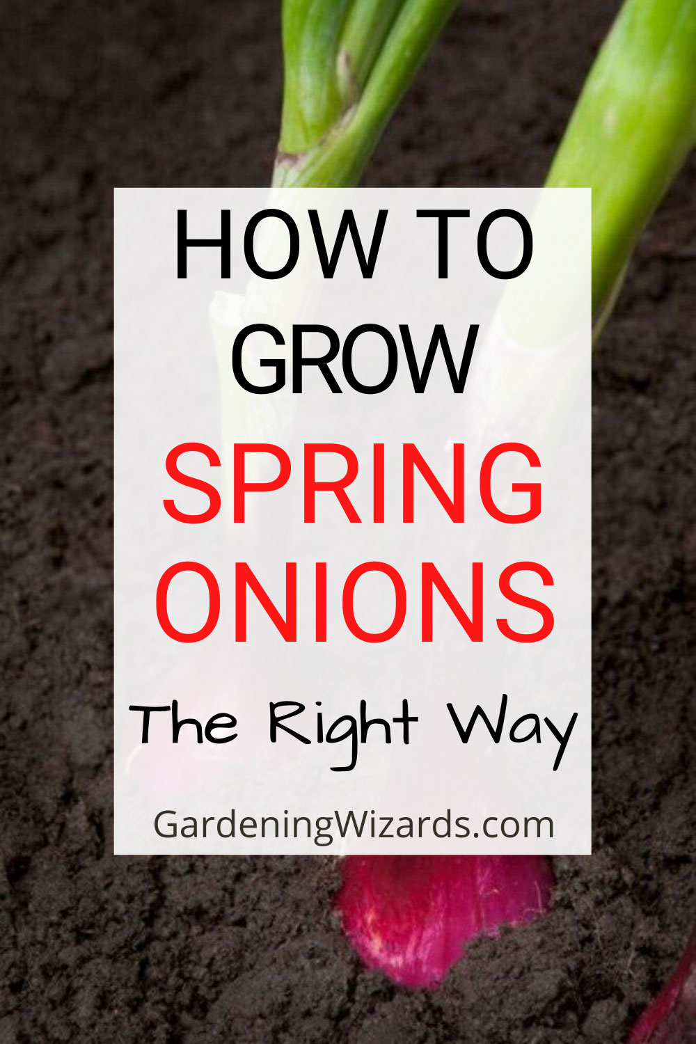 How To Grow Spring Onions