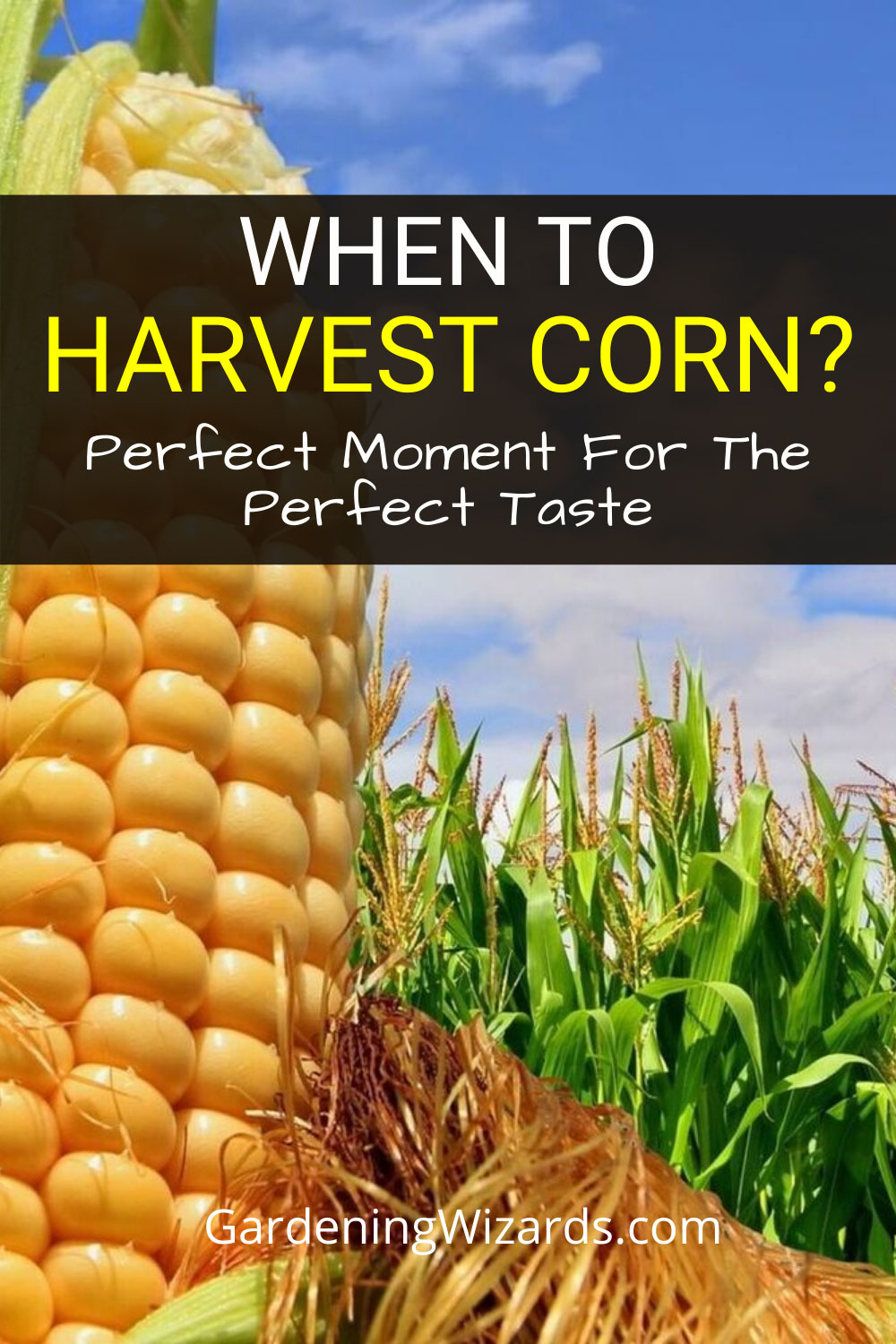 When To Harvest Corn