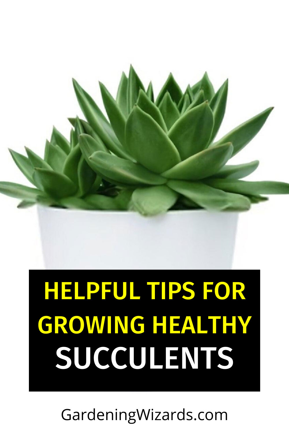 How to Care for Succulents